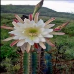 Logo da Flor do Mandacaru